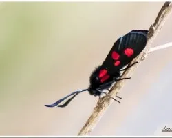 Zygaena trifolii 