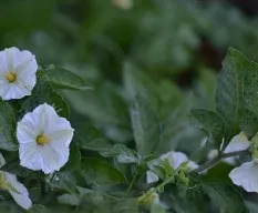 Lycianthes multiflora