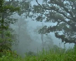 Neblina en la montaña