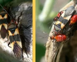 Oncopeltus fasciatus