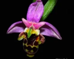 Ophrys apifera