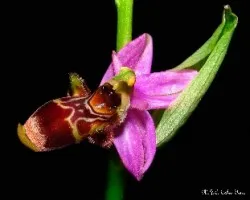 Ophrys apifera