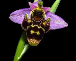 Ophrys apifera