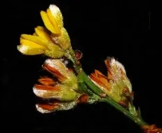 Genista tridentata