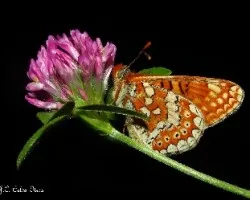 Euphydryas aurinia