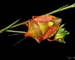 Carpocoris fuscispinus