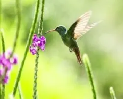Colibri