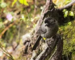 Pselliophorus tibialis