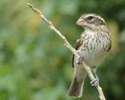 Pheucticus ludovicianus