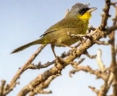 Geothlypis poliocephala