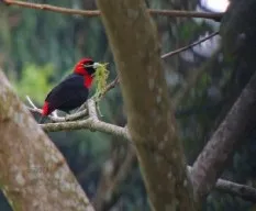 Ramphocelus sanguinolentus