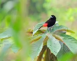 Ramphocelus passerinii