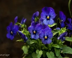 Viola cornuta