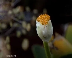 Haemanthus alfiblos