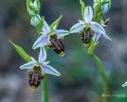 Ophrys scolopax