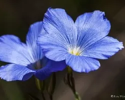 Linum narbonense