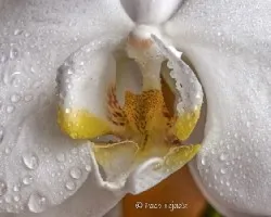Corazón de orquidea
