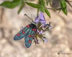 Zygaena trifolii