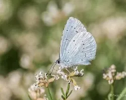 Celastrina argiolus