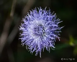Globularia vulgaris