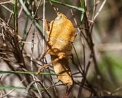 Kurtharzia nugatoria