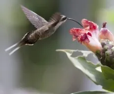 Phaethornis longirostris