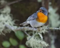 Oreothlypis gutturalis