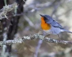 Oreothlypis gutturalis