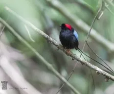  Chiroxiphia linearis