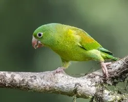 Brotogeris jugularis