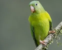 Brotogeris jugularis