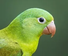 Brotogeris jugularis