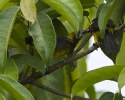 Icterus prosthemelas