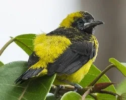 Icterus prosthemelas