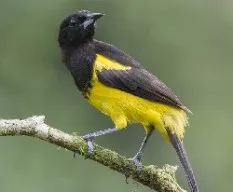 Icterus prosthemelas