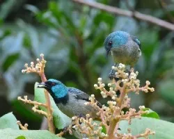 Dacnis venusta