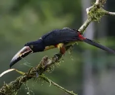 Pteroglossus torquatus