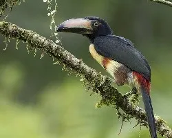 Pteroglossus torquatus