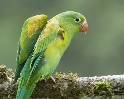 Brotogeris jugularis