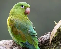 Brotogeris jugularis