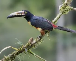 Pteroglossus torquatus