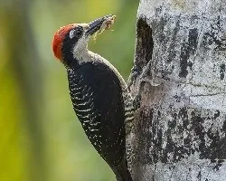 Melanerpes pucherani