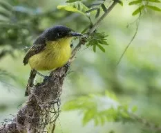 Todirostrum cinereum