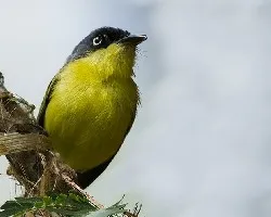 Todirostrum cinereum