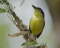 Todirostrum cinereum