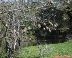 Ploceus taeniopterus