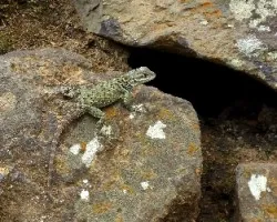 Sceloporus dugesii