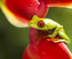 Agalychnis callidryas
