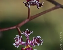 Oncidium carthagenense