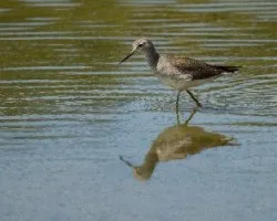 Tringa solitaria